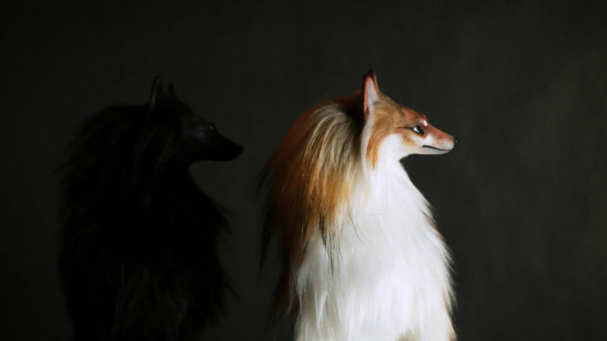 The Fox and Its Shadow